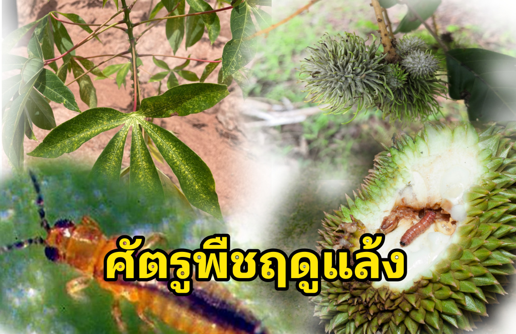 กรมส่งเสริมการเกษตร แนะเกษตรกรป้องกันกำจัด “ศัตรูพืชฤดูแล้ง”