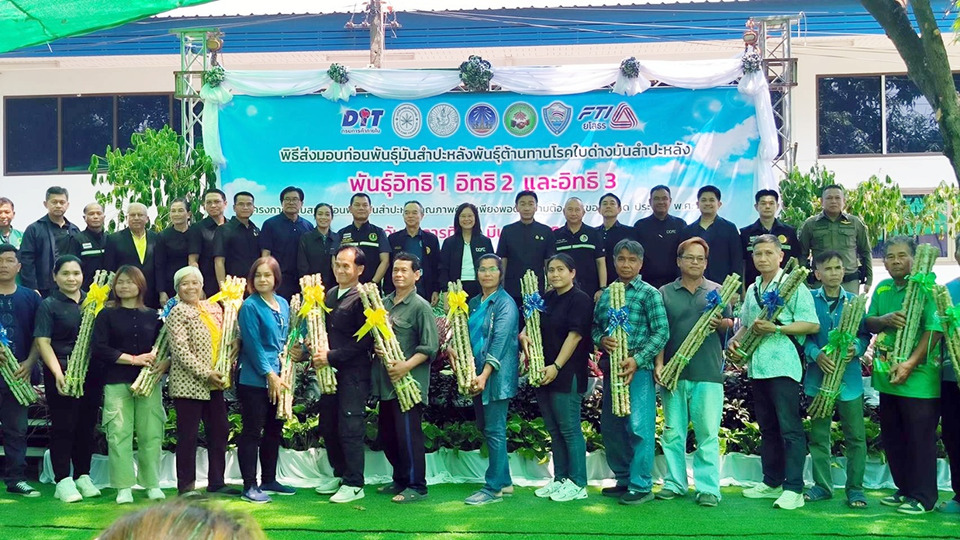 ยโสธรส่งมอบท่อนพันธุ์มันสำปะหลังต้านโรคใบด่างให้เกษตรกร พร้อมหนุนการปลูกเพื่อเพิ่มผลผลิต