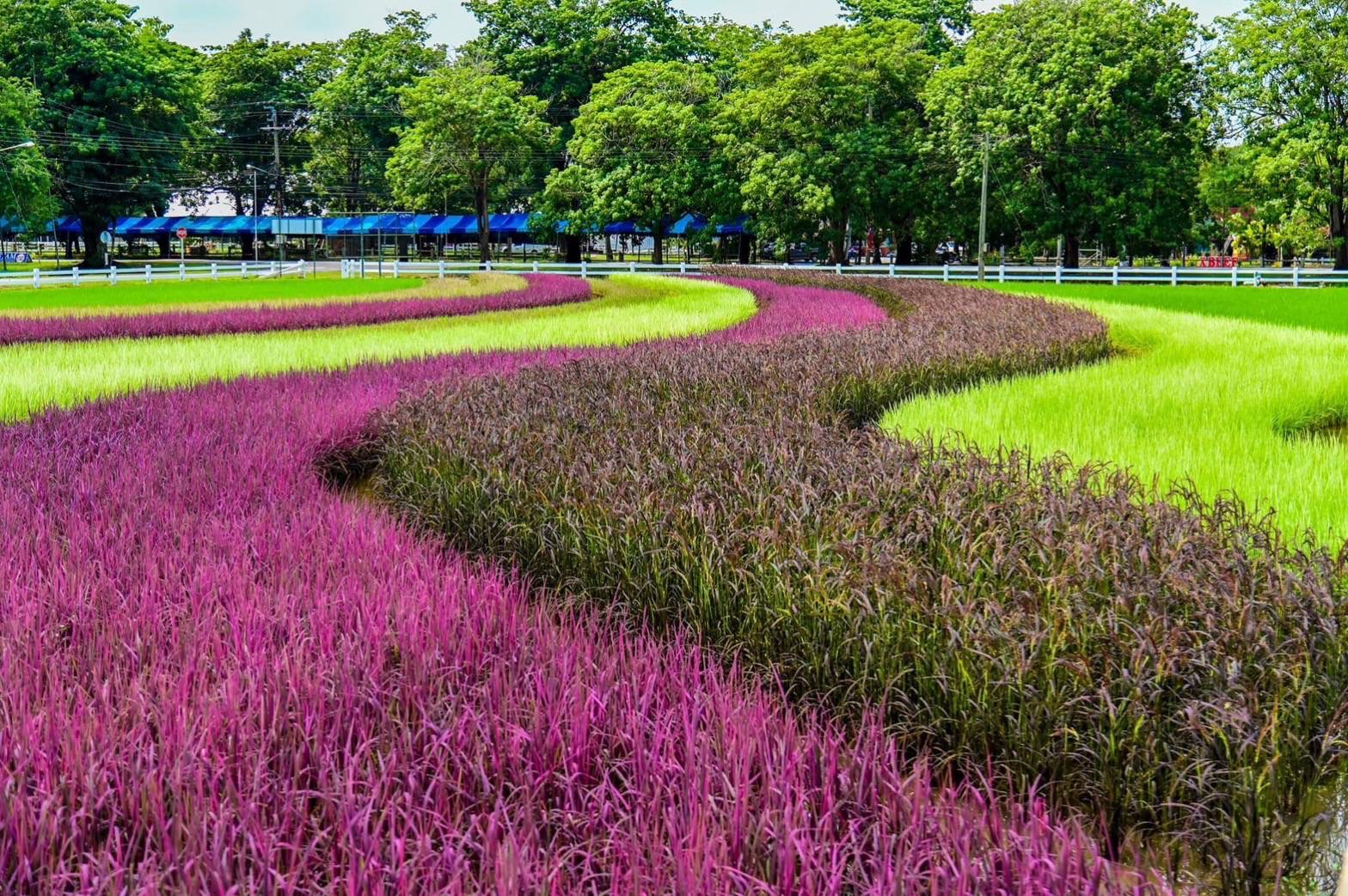 ชวนเที่ยวชมทุ่งข้าวสรรพสี Rainbow Rice งานเกษตรกำแพงแสน 65  แลนด์มาร์คใหม่