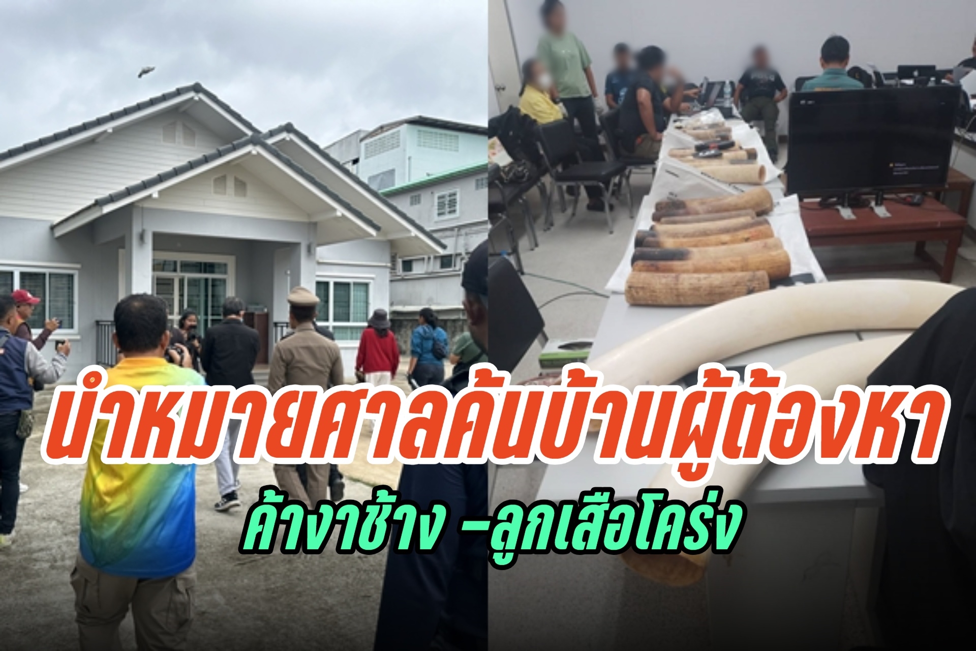 สุรินทร์ เจ้าหน้าที่นำหมายศาลเข้าตรวจค้นบ้านพัก 2 ผู้ต้องหา หลังถูกจับกุมพร้อมงาช้างและลูกเสือโคร่ง