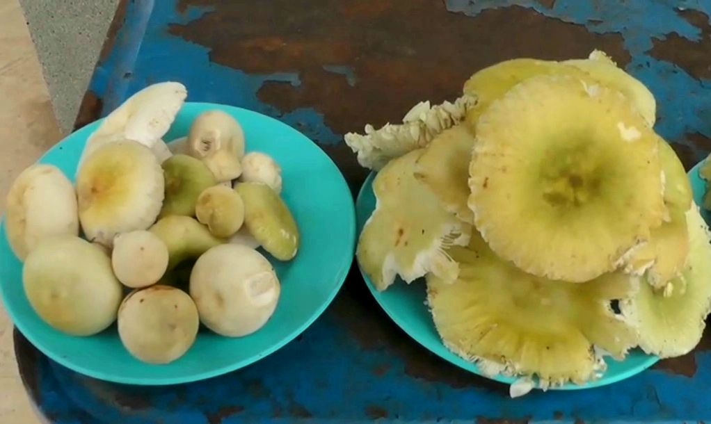 พึ่งตนเอง! ชาวบ้านเก็บเห็ดป่าขายเลี้ยงชีพสู้ภัยโควิด-19