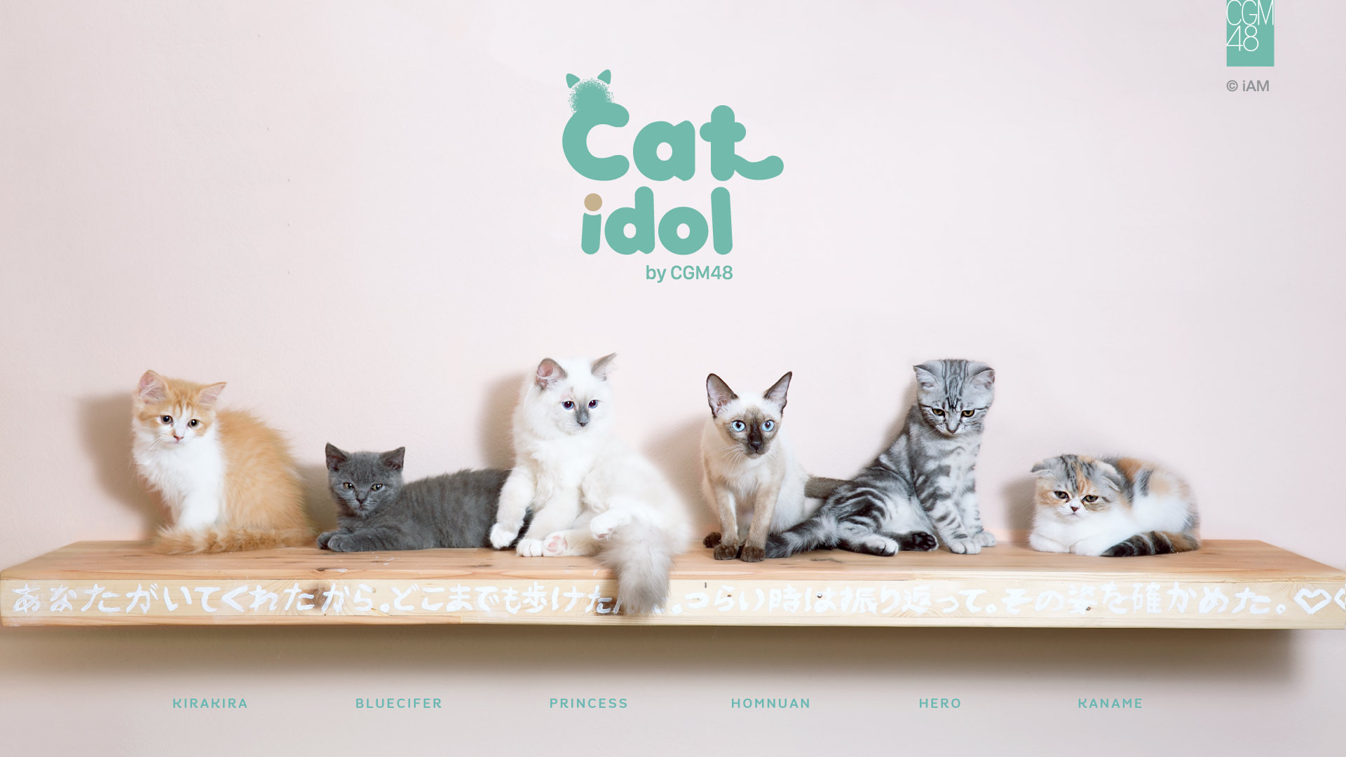 ทาสแมวฟิน! iAM ต่อยอดการสร้าง INFLUENCER ปั้นไอดอลสัตว์เลี้ยง ภายใต้โครงการ “CAT IDOL by CGM48”
