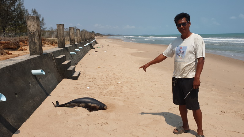  จนท.ทช.เร่งเก็บซากโลมาหัวบาตรหลังพบเกยตื้นกว่า10ชม.ที่ชายหาดต.บ่อนอก