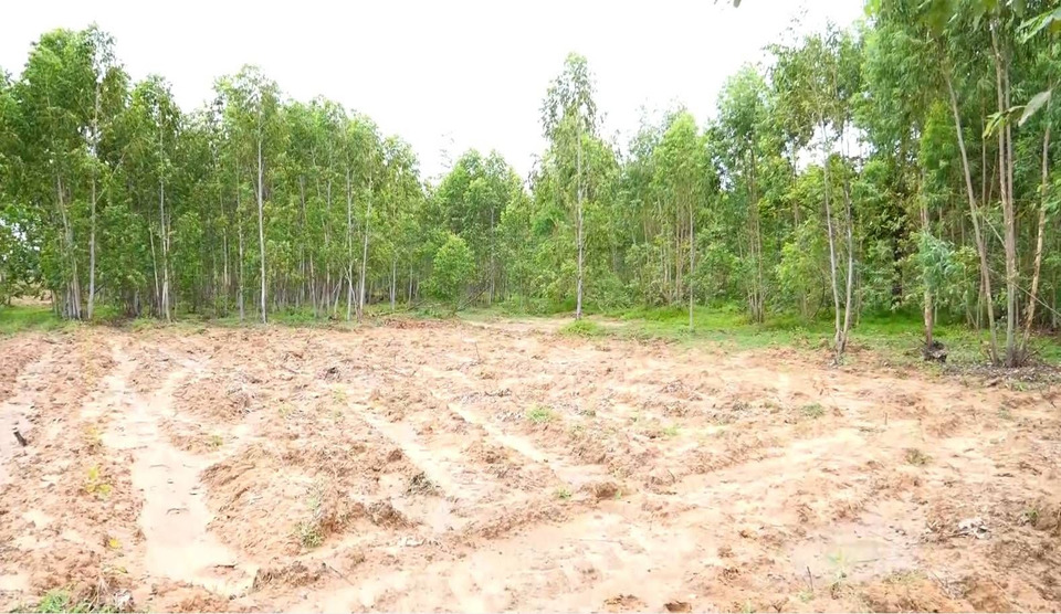 ผู้นำ-ชาวบ้านร้องอำเภอ ตรวจสอบนายทุนรุก “ทุ่งอีพอก” ริมมูลเกือบ 50 ไร่ ปลูกยูคาลิปตัส 