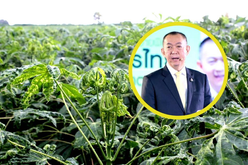 "เฉลิมชัย" สั่งเร่งตัดวงจรโรคใบด่างมันสำปะหลัง หลังระบาดหนักกว่า 3 แสนไร่!!