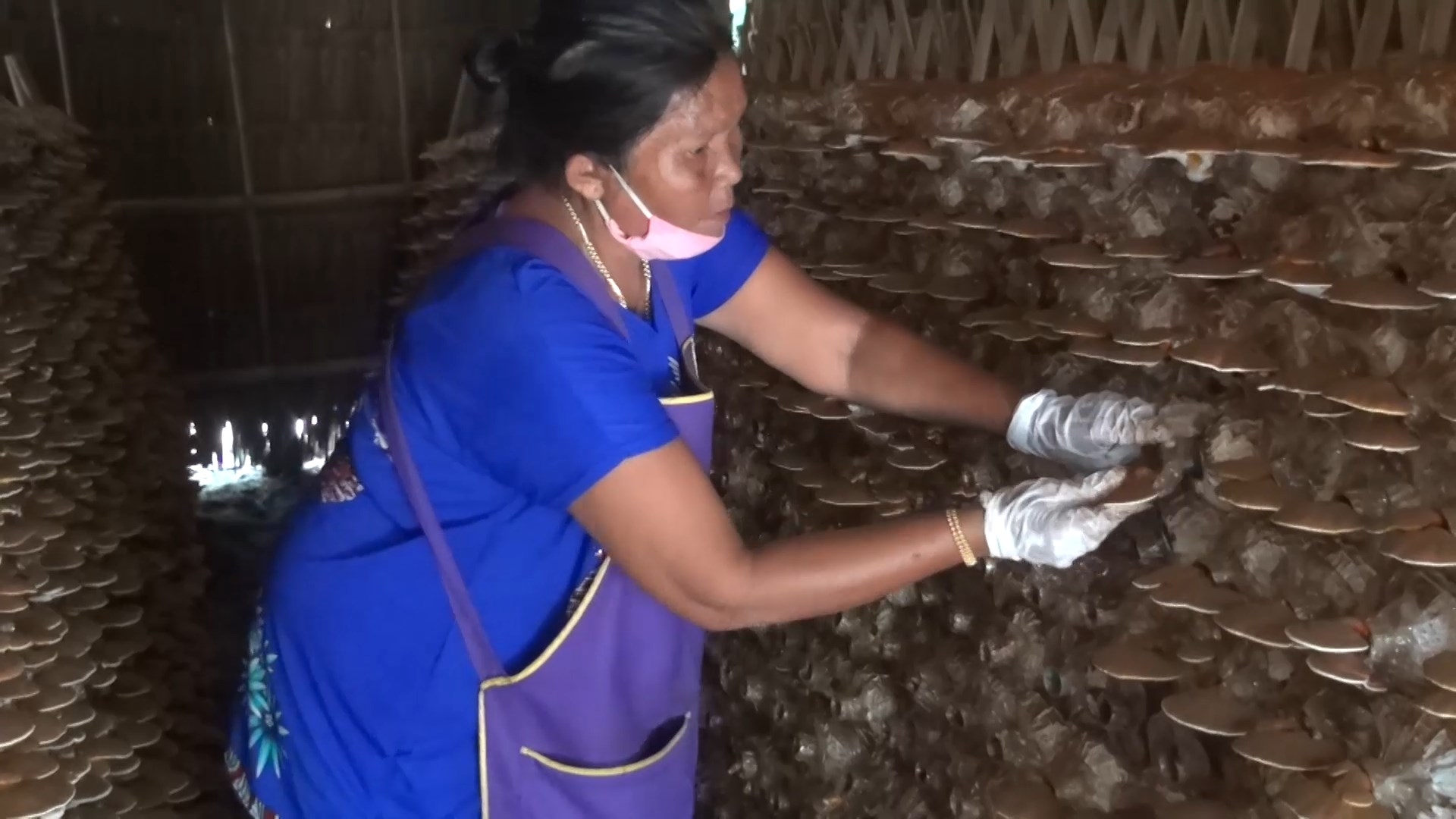 เกษตรกรสงขลาเก็บเห็ดหลินจือแดงรอบสอง เตรียมรับออร์เดอร์ปีใหม่เพิ่ม 