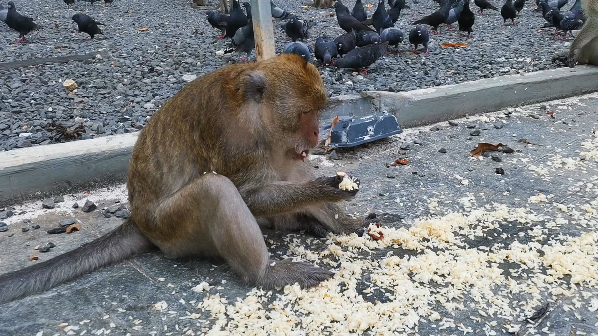 ฝูงลิงวัดถ้ำเดือดร้อนหนักต้องกินข้าวคลุกกากมะพร้าวหลังปิดการท่องเที่ยววอนผู้ใจบุญช่วยเหลือ