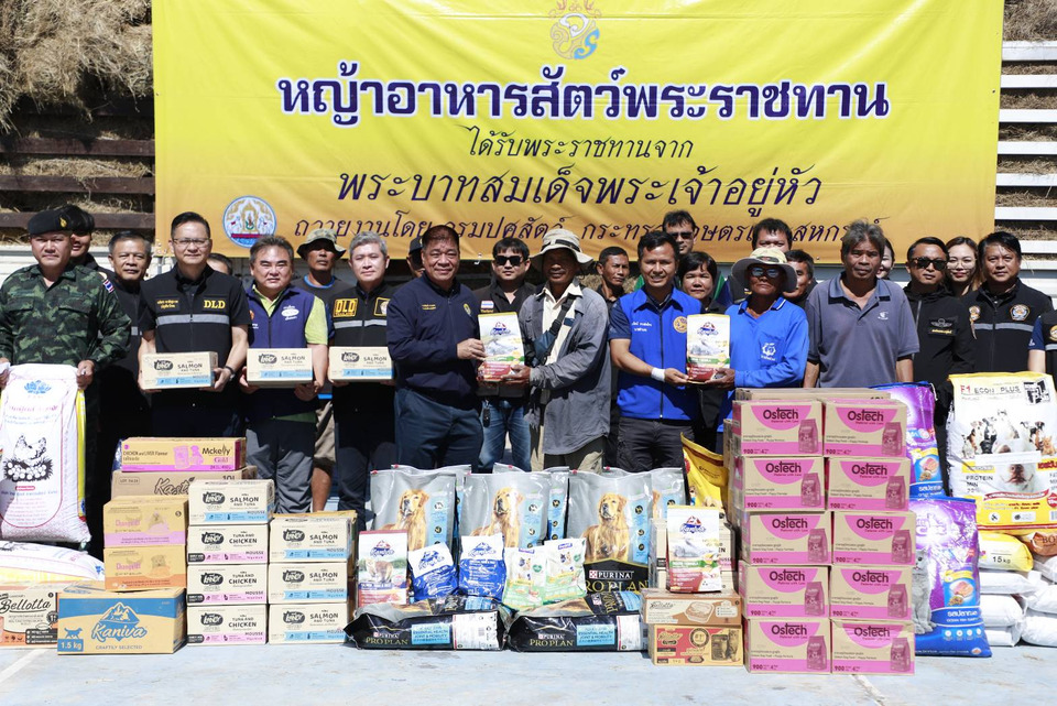 “กรมปศุสัตว์บุรีรัมย์”มอบอาหารสัตว์พระราชทาน ช่วยเกษตรกรเลี้ยงโค-กระบือ อ.บ้านกรวด หลังอพยพหนีเหตุชายแดนไทย–กัมพูชา