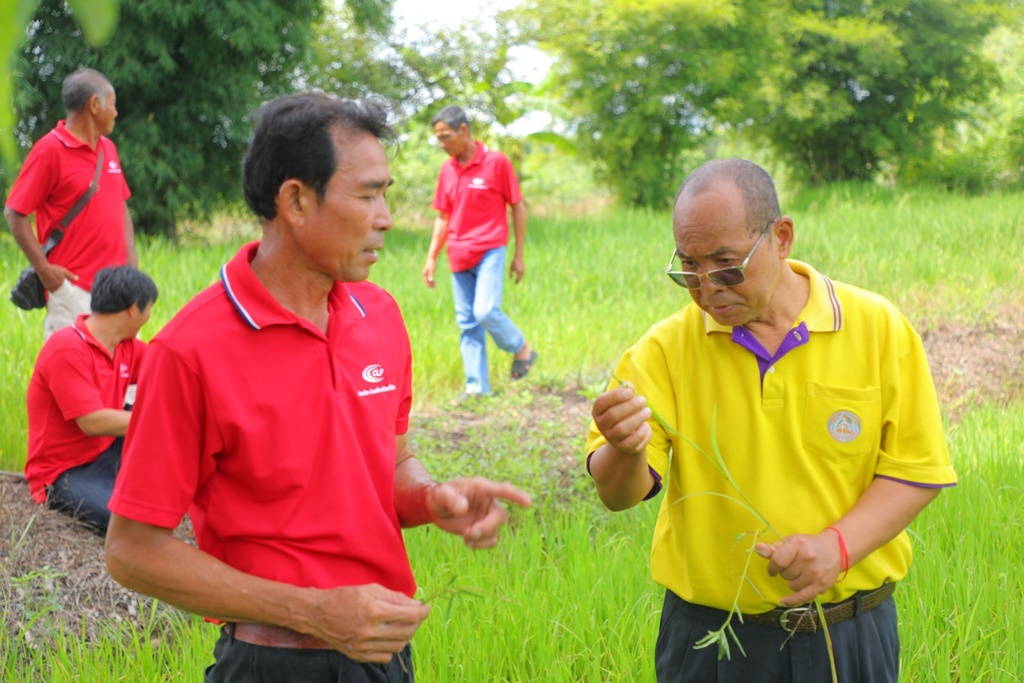 ศมข.ชลบุรี มุ่งพัฒนาผลิตข้าวรักษ์โลกบ้านหนองคาย ลดต้นทุนการผลิตผ่านหลัก BCG Model
