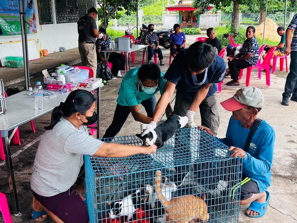 ปศุสัตว์บุรีรัมย์ลุยทำหมัน-ฉีดวัคซีน 23 สุนัขแมว ล้อมคอกป้องกันพิษสุนัขบ้า 