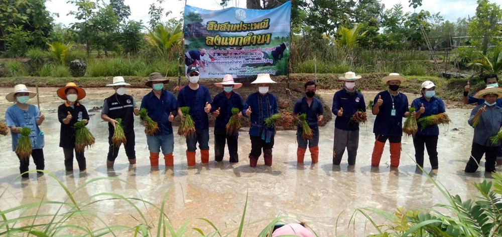 นายอำเภอเมืองหนองบัวลำภู ลงแขกดำนา สืบสานประเพณีอันดีงาม 
