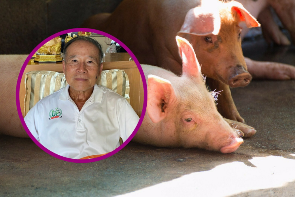 นายกสมาคมหมูภาคเหนือ ยันราคาหมูหน้าฟาร์มไม่เกิน 80 บาท วอนเห็นใจขอปล่อยตามกลไกตลาดก่อนเจ๊ง