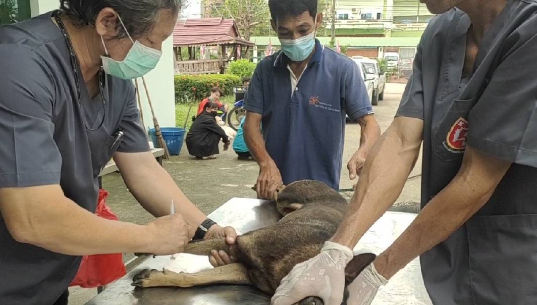ปศุสัตว์ประจวบฯ ร่วมเครือข่ายกำจัดโรคพิษสุนัขบ้าและลดประชากรสุนัขจรจัดตามชุมชน