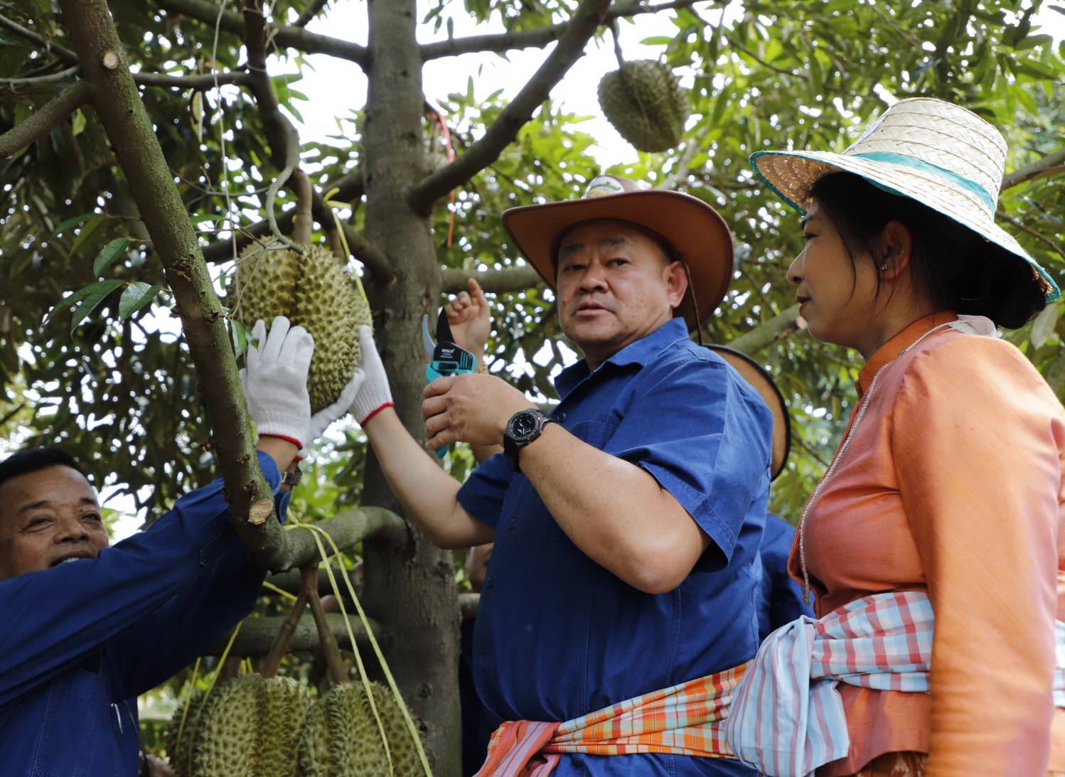  พ่อเมืองบุรีรัมย์ ตัดทุเรียนน้ำแร่ดินภูเขาไฟ ลูกแรก​ เชิญชวนประชาชนและนักท่องเที่ยว เข้าชมและเลือกซื้อ
