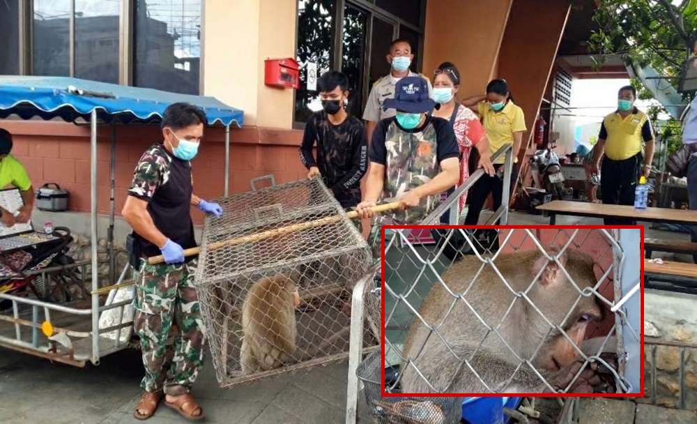 เจ้าหน้าที่เขตห้ามล่าสัตว์ ไล่จับลิงบุกตลาดโพธาราม ฉกของพ่อค้าแม่ค้า 