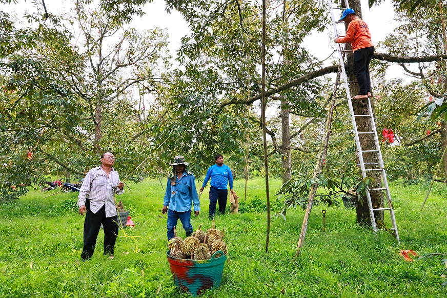  กรมส่งเสริมการเกษตรเตรียมความพร้อมในการจัดระบบแผนการผลิตพืชผลทางการเกษตที่ระยอง