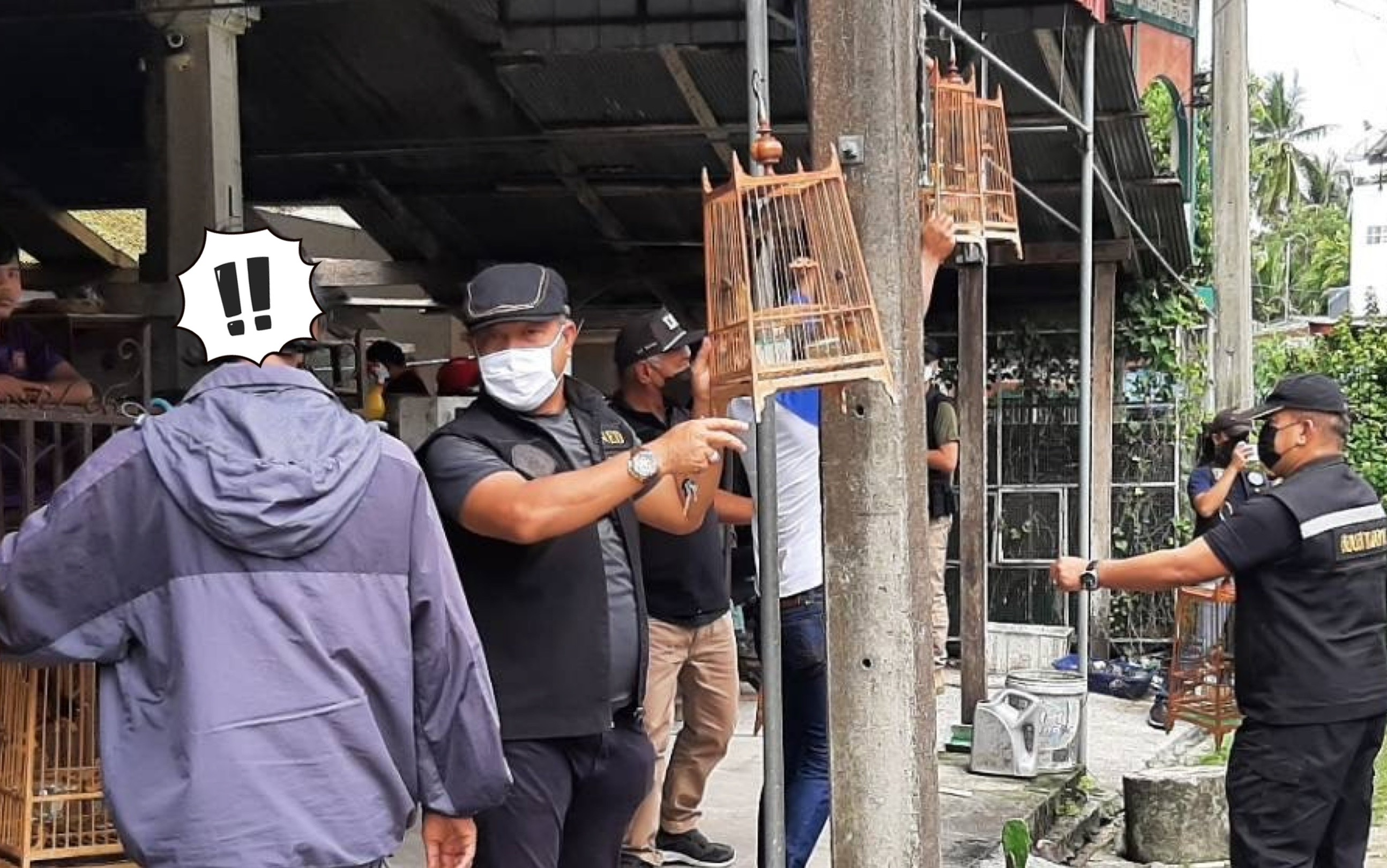 บุกช่วยนกปรอดหัวโขนและกางเขนดงสัตว์ป่าคุ้มครองถูกจับมาขาย
