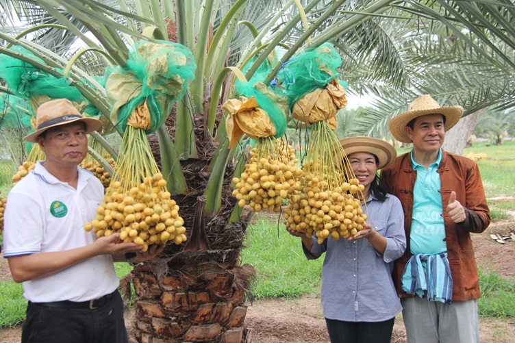 บุรีรัมย์ร่วมลงแขกดำนาและเที่ยวสวนอินทผาลัมช่วงวันหยุดยาว