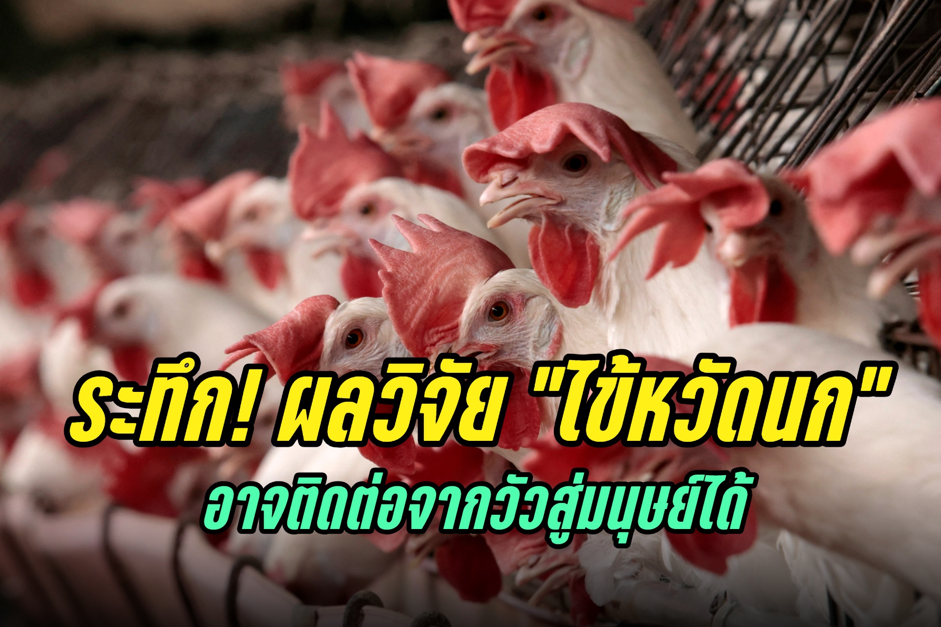 ระทึก! ผลวิจัยพบ "ไข้หวัดนก" อาจติดต่อจากวัวสู่มนุษย์ได้