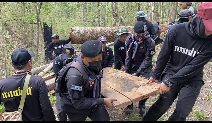 เจ้าหน้าที่บุกยึดไม้ประดู่ในป่าห้วยอ้อที่ถูกลักลอบตัดส่งนายทุนเชียงใหม่