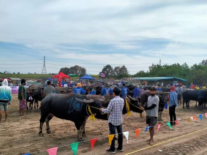 คนบ้านบึง​ร่วมอนุรักษ์-สืบสานประเพณีวิ่งควาย​ท้องถิ่นบ้านหนองชาก