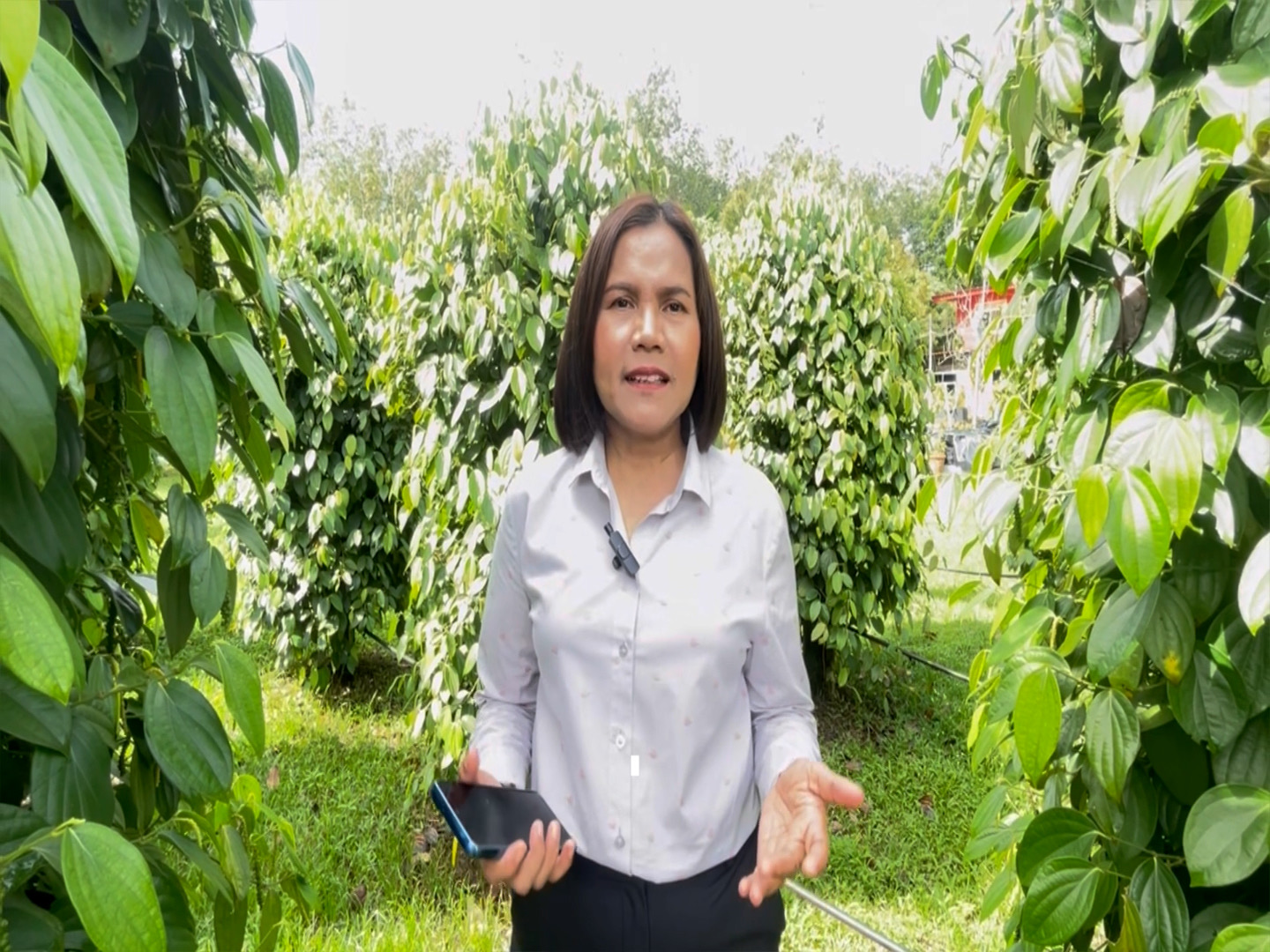 พาณิชย์ตรัง ช่วยเกษตรกร ขยายตลาดและเพิ่มมูลค่า “พริกไทยตรัง”ตามแนวทาง Local +