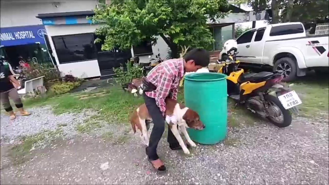 เจ้าหลงสุนัขพันธุ์ไทยถูกทำร้ายจากหนุ่มข้างบ้านยิงด้วยปืนแก๊ปรอดตายด้วยคนใจบุญช่วยค่ารักษาผ่าตัด