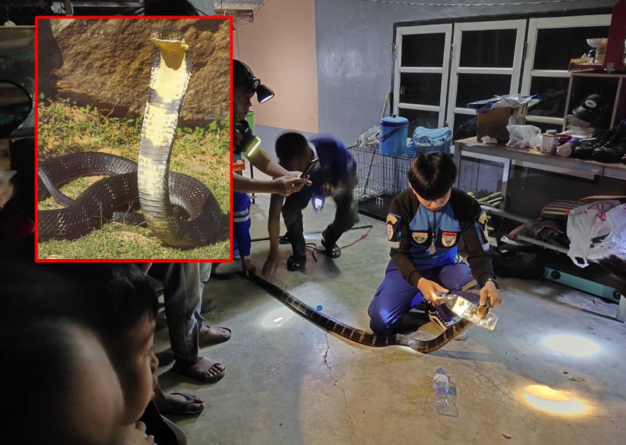 ​ แตกตื่น! "จงอางยักษ์" โผล่บ้านห้วยด้วนเมืองกาญจน์