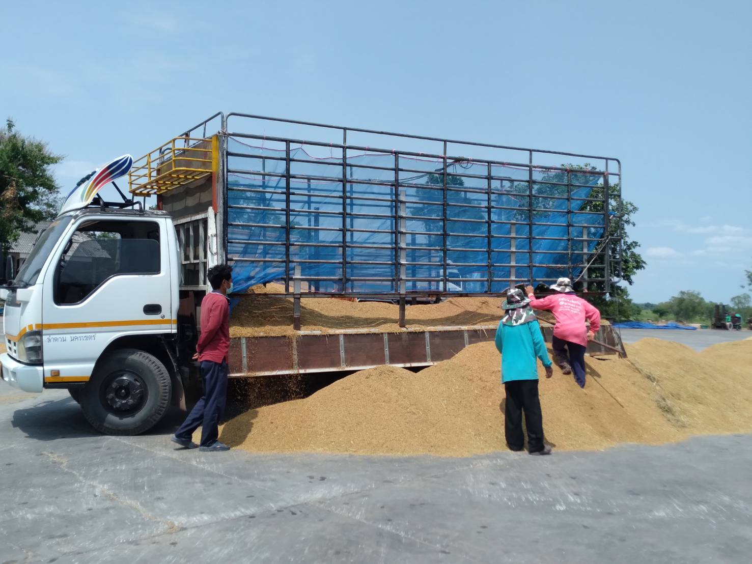 กาฬสินธุ์วิกฤติชาวนาปุ๋ยแพงผลผลิตลดราคาตกต่ำขายข้าวขาดทุนยับ