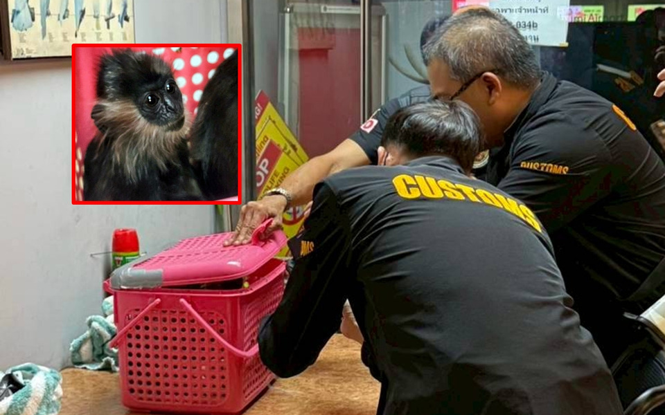 ศุลกากรสุวรรณภูมิยึดค่างหงอกมีชีวิต 2 ตัว ซุกกระเป๋าเตรียมลอบส่งออกอินเดีย