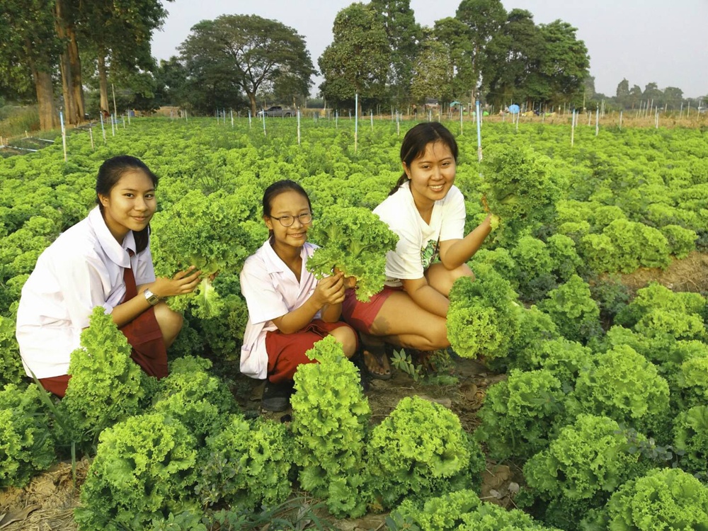 ราคาผักร่วง! ลุงเอกแจกฟรีผักกาดหอมกว่า5ตัน
