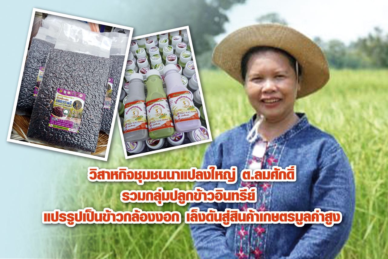 วิสาหกิจชุมชนนาแปลงใหญ่ ต.ลมศักดิ์ รวมกลุ่มปลูกข้าวอินทรีย์ แปรรูปเป็นข้าวกล้องงอก-ข้าวกล้องงอกแบบผง เล็งดันสู่สินค้าเกษตรมูลค่าสูง ผลิตภัณฑ์ดีประจำชุมชน