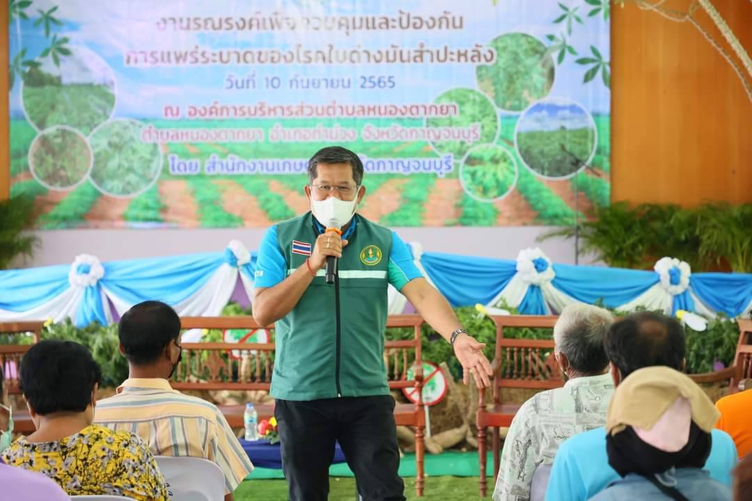 กรมส่งเสริมการเกษตร รุกเข้มรณรงค์ควบคุมโรคใบด่างมันสำปะหลัง