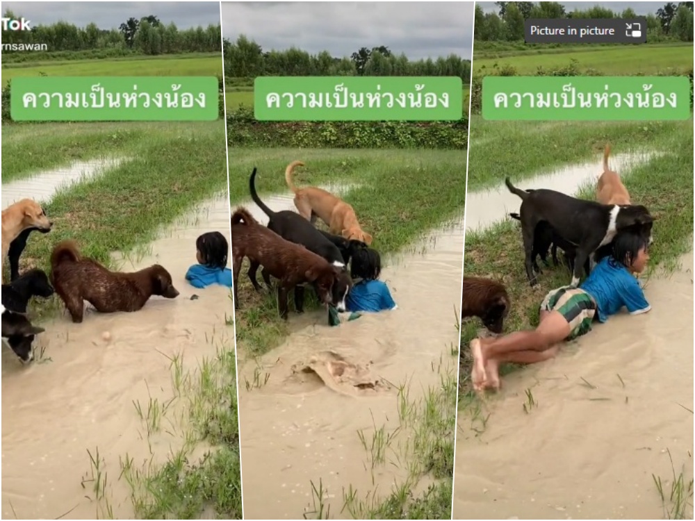 เอ็นดูมาก !! ฝูงสุนัขแสนรู้ เป็นห่วง เฝ้าเด็กน้อยเล่นน้ำไม่ห่าง ที่มาของคำว่า "เลี้ยงไม่เสียข้าวสุก"