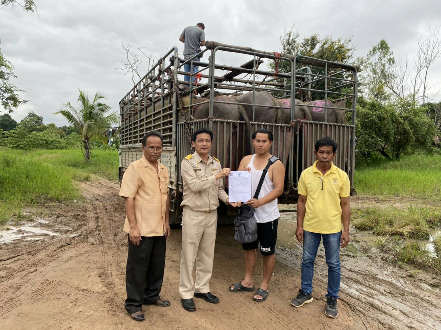 ปศุสัตว์ยโสธรตรวจเข้มการเคลื่อนย้ายสัตว์ เฝ้าระวังโรคระบาดในตลาดนัดโค-กระบือ