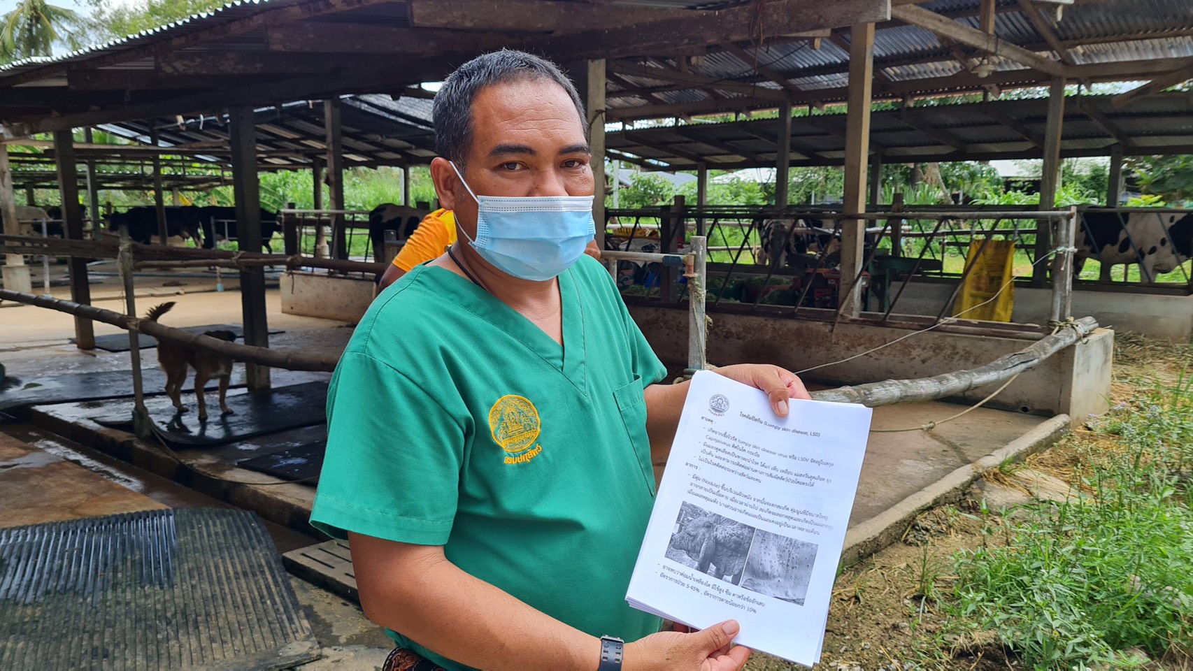 เจ้าของฟาร์มโคนมหัวหินหวั่น “ลัมปี สกิน “ระบาดลุกลามกระทบคุณภาพน้ำนมดิบ