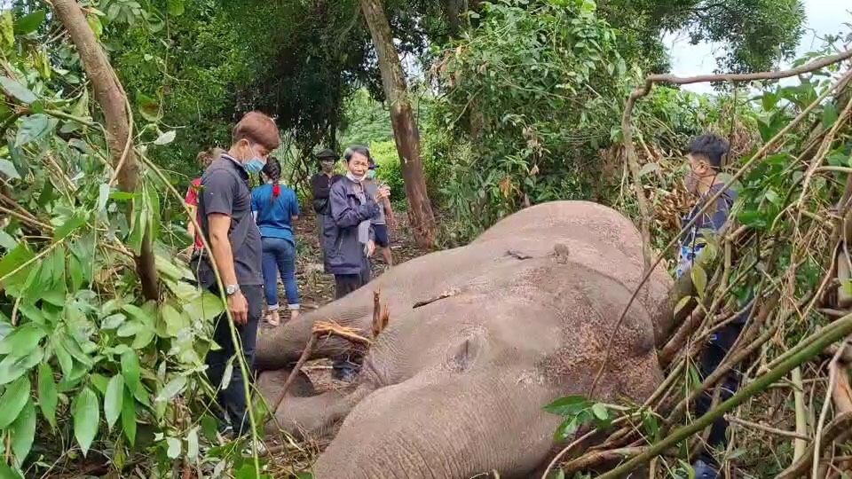ฟ้าผ่า พังบุญครอง ช้างป่าล้มตายกลางป่า