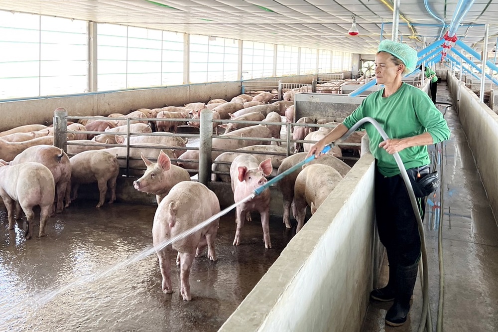 “ธเนศฟาร์ม” เลี้ยงหมูขุนพลิกชีวิต มั่นใจคอนแทรคฟาร์ม สร้างงานสร้างอาชีพมั่นคง 