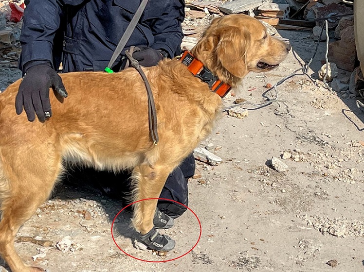 เปิดภาพ'ซาฮาร่า'K9ไทย สวมรองเท้านิรภัย กู้ภัยในตุรกี 