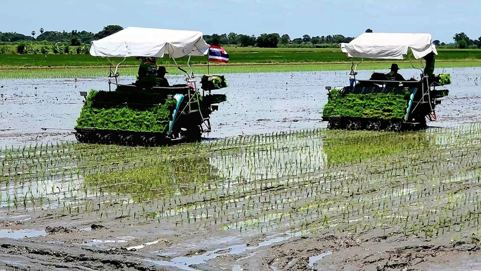 เกษตรกรลพบุรี ถือฤกษ์ดีวันพืชมงคล ลงแขกปักดำ-ปลูกพืช หวังพืชผลผลิตเจริญงอกงาม