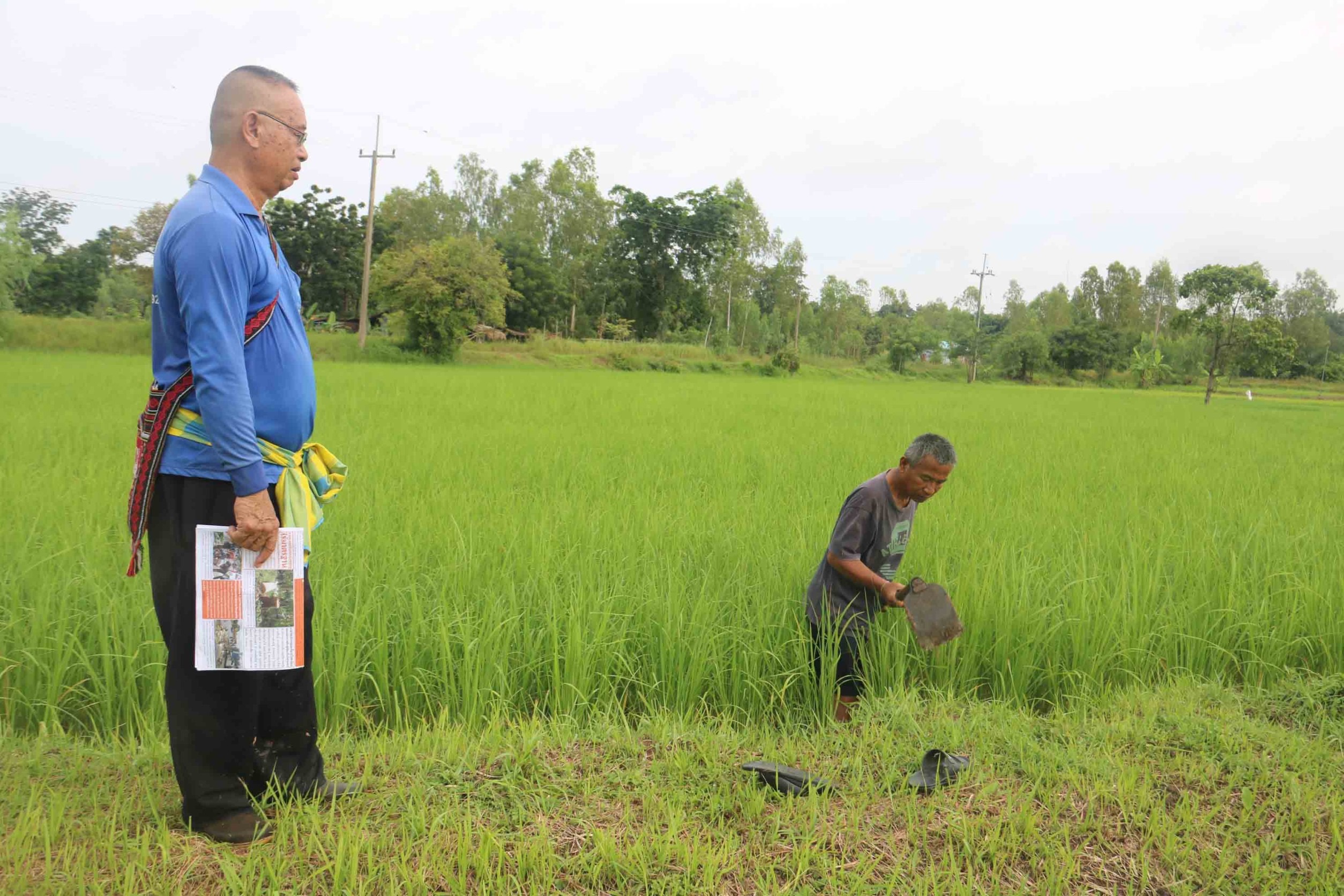 กาฬสินธุ์ความหวังใหม่ชาวนาหันปลูกปลูกข้าวหอมมะลิ 105 หวังโกยเงิน