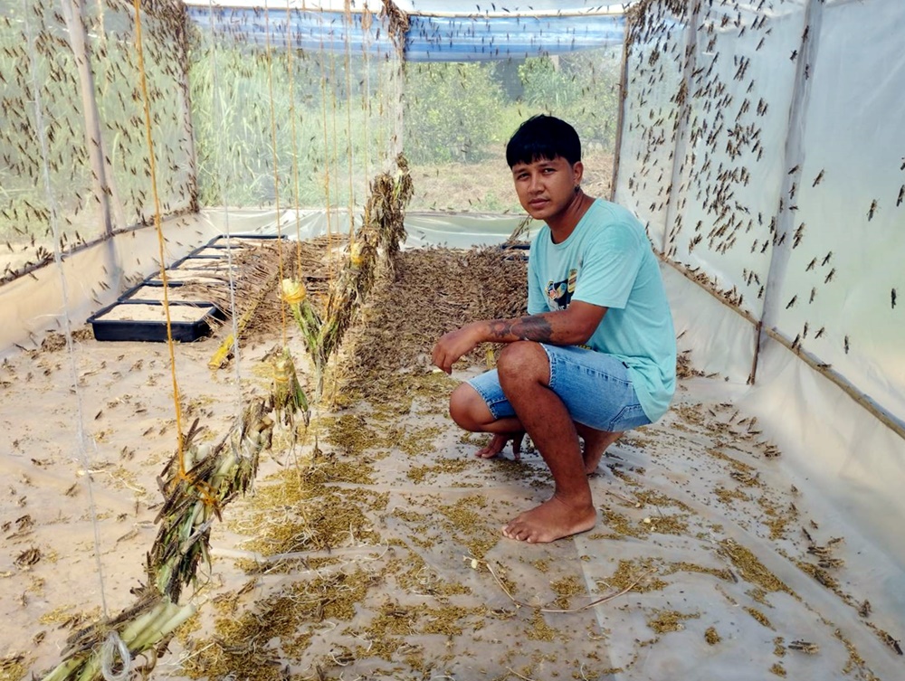 หนุ่มวัย 35 ปี ชาวยโสธรจับอาชีพเลี้ยงตั๊กแตนขายไข่-ตัว สร้างรายแบบพอเพียง
