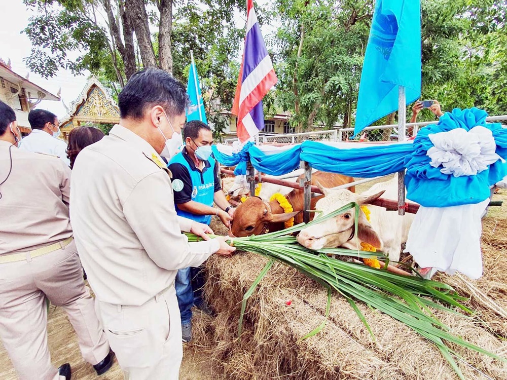 ประจวบฯ มอบกรรมสิทธิ์และไถ่ชีวิตโคเฉลิมพระเกียรติ ถวายเป็นพระราชกุศล 