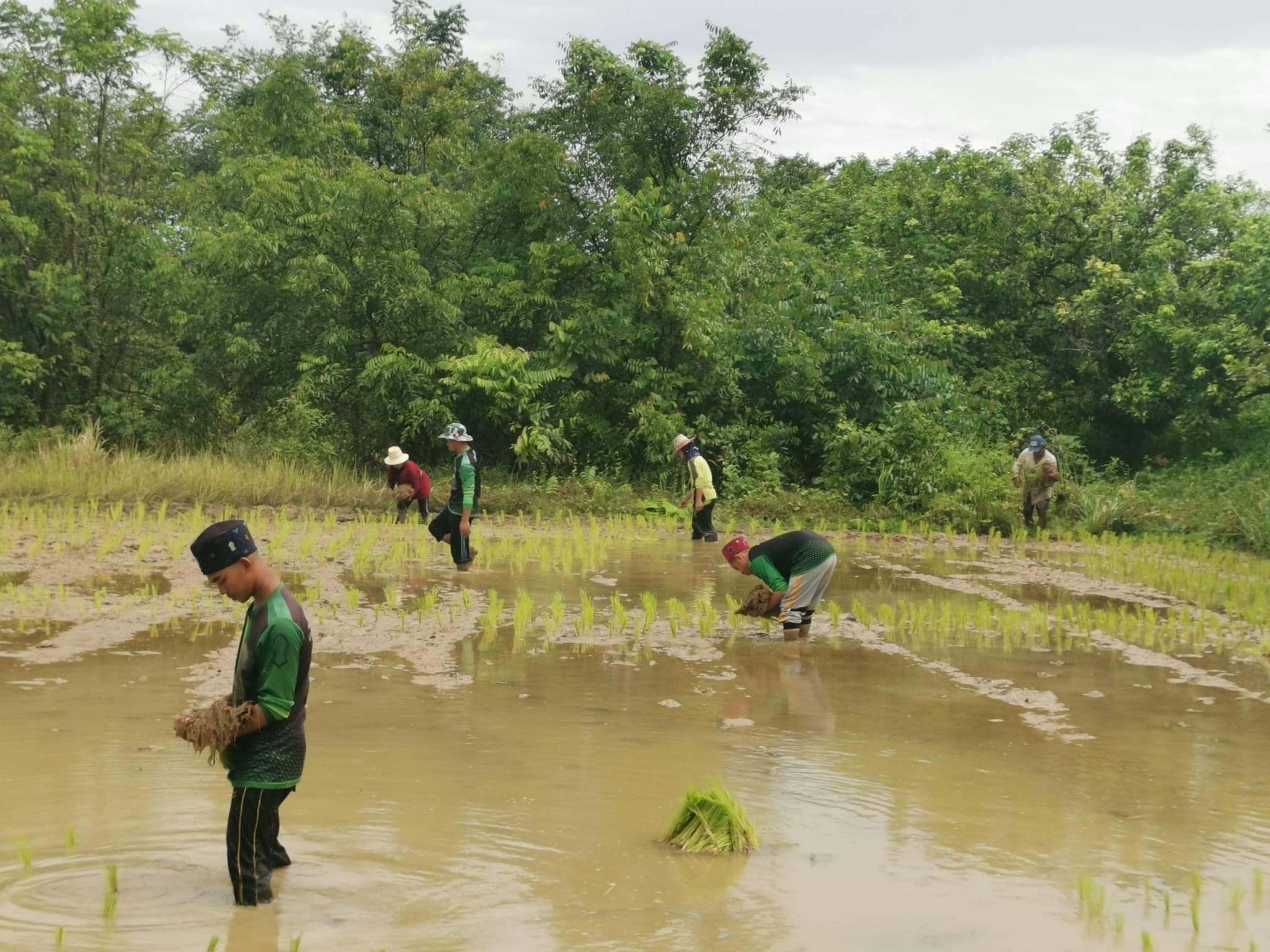 เยาวชนสตูลช่วยกันดำนา-ปลูกข้าวพื้นถิ่นฝึกทักษะอาชีพ