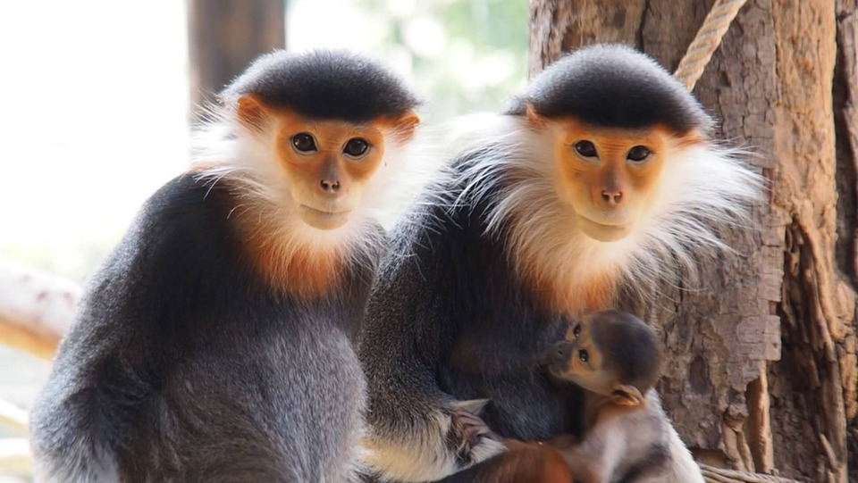 สวนสัตว์ขอนแก่นอวดโฉม “น้องของขวัญ” ลูกค่างห้าสีใกล้สูญพันธุ์ ความสำเร็จงานอนุรักษ์ 
