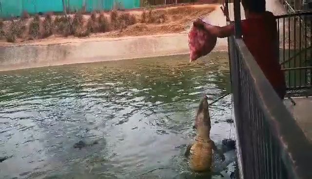 ชาวพัทยานำโครงกระดูกไก่กว่า80กก.ช่วยจระเข้ หลัง'สวนช้างสยาม'ปิด