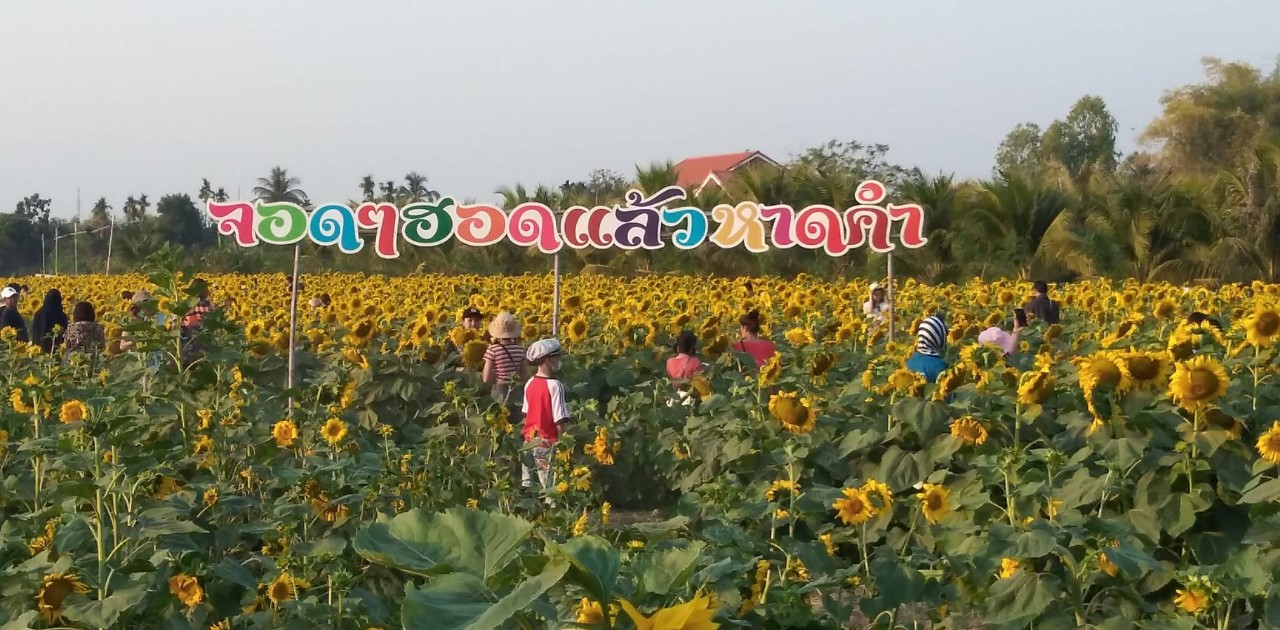 นักท่องเที่ยวแห่ถ่ายรูปและชมทุ่งดอกทานตะวันยักษ์ เทศบาลตำบลหาดคำ จำนวนกว่า 12,000 ต้น ที่กำลังออกดอกบานสะพรั่งเต็มทุ่ง