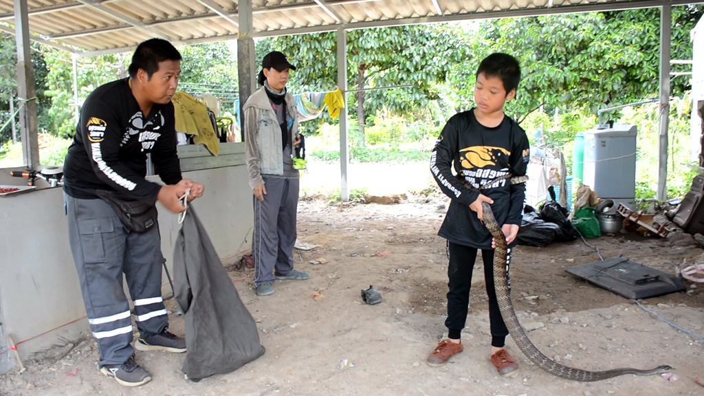 อาสาพิทักษ์งูเมืองจันท์ 10 ขวบ ใช้มือเปล่าจับงูสิงช่วยชาวบ้าน