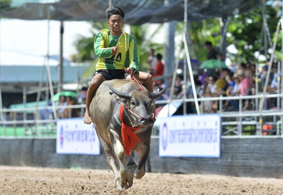 คึกคัก! นักท่องเที่ยวแห่ชมวิ่งควาย ครั้งที่ 154 สืบสานประเพณีก่อนออกพรรษา