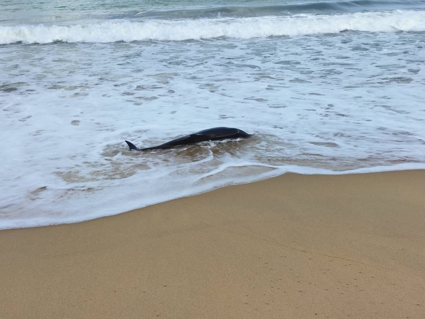 โลมาลายแถบเกยตื้นชายหาดหน้าสนามกอล์ฟท้ายเหมือง